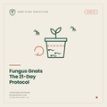 Fungus Gnats: The 21-Day Elimination Protocol