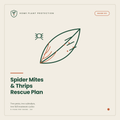 Spider Mites & Thrips Rescue Plan